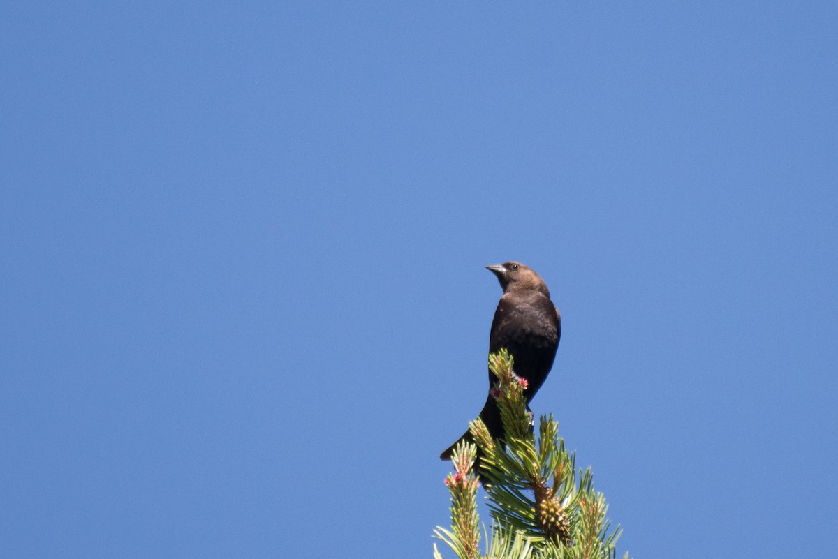 Brown-headed Cowbird - ML348719381