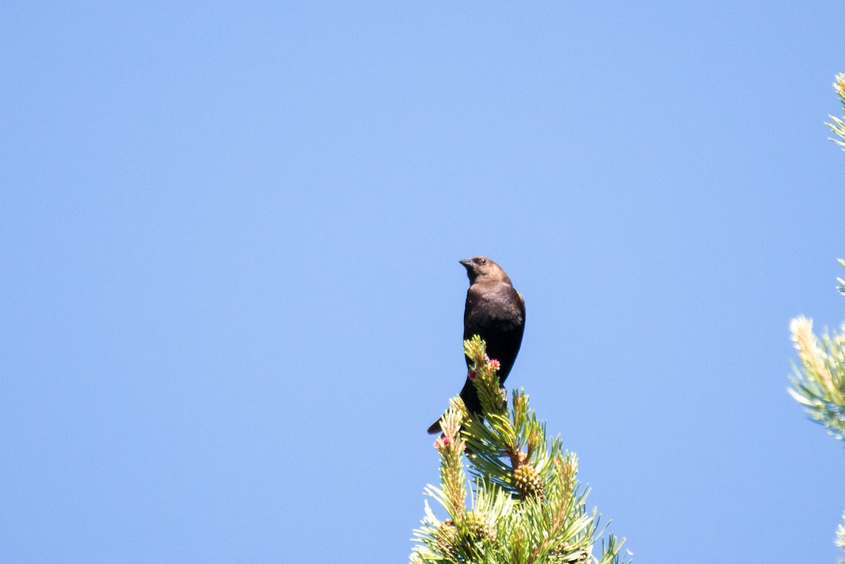 Brown-headed Cowbird - ML348719421