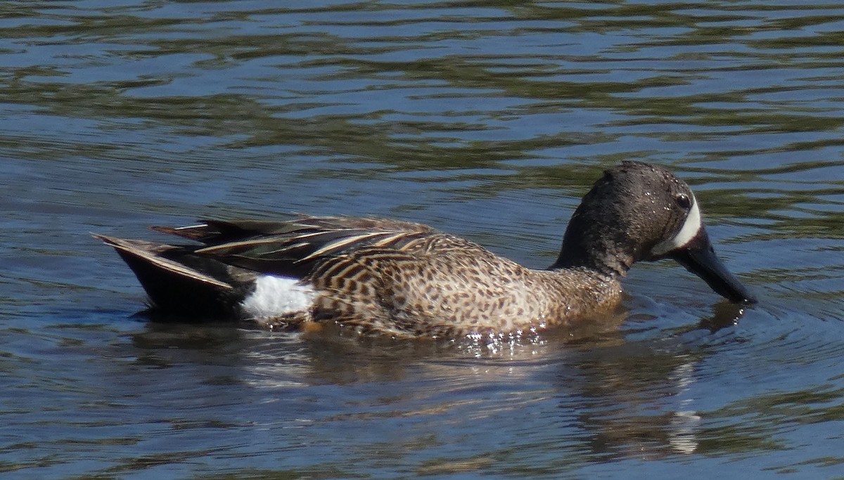 Blue-winged Teal - Jim Mott