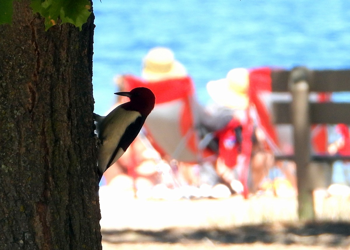 Red-headed Woodpecker - ML348719951