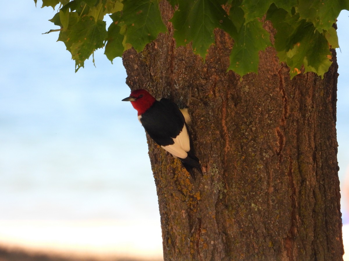 Red-headed Woodpecker - ML348720191