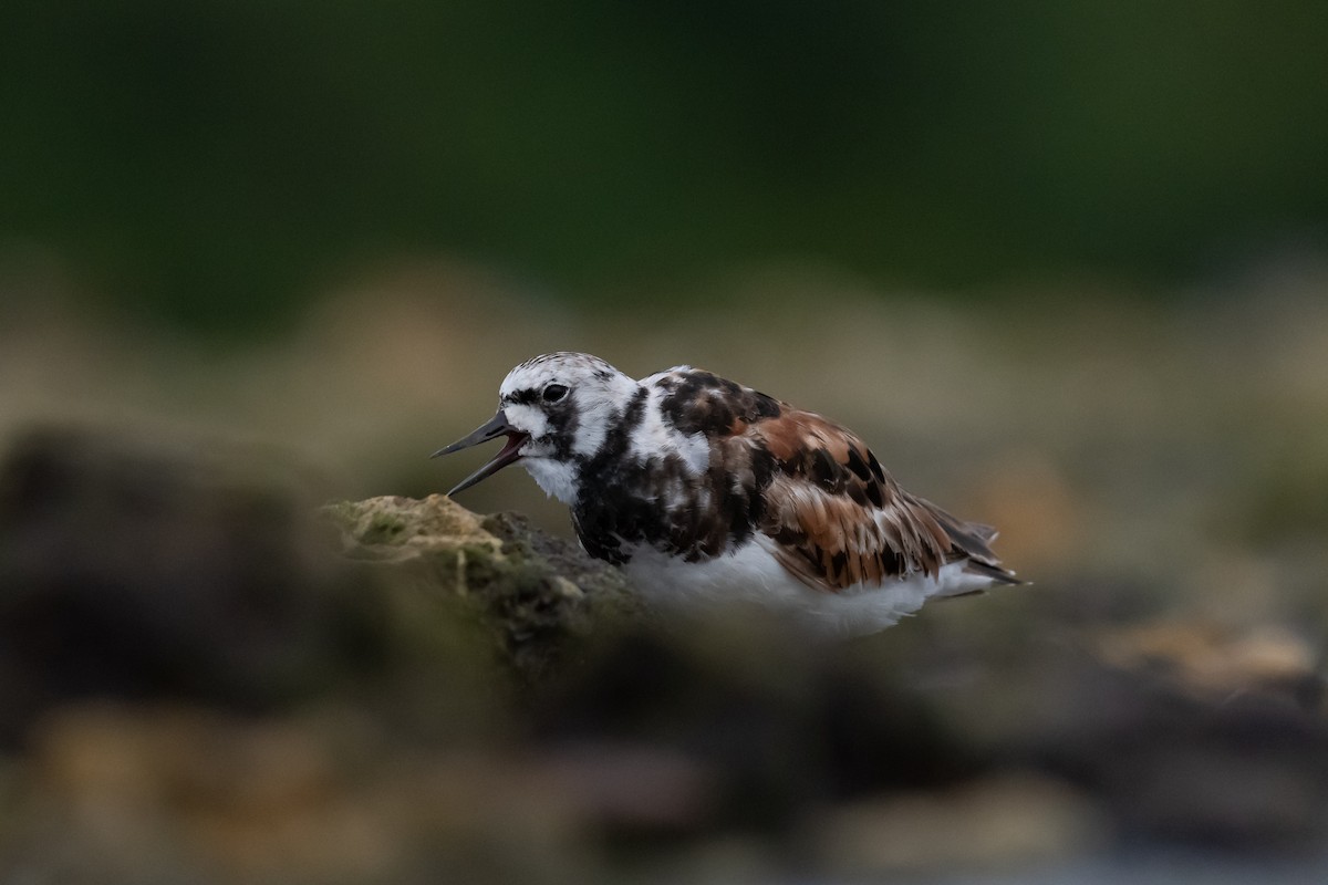 Ruddy Turnstone - Pablo Ramos