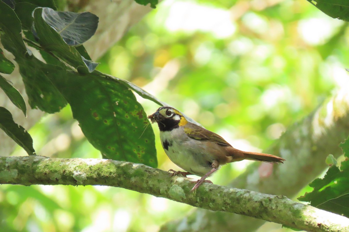 White-eared Ground-Sparrow - Karla Lara