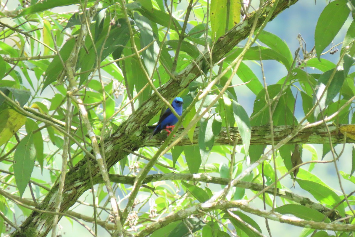 Red-legged Honeycreeper - ML348721901