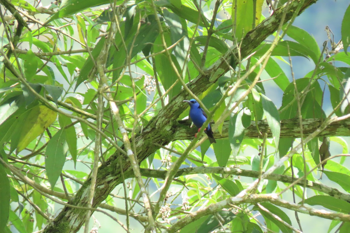 Red-legged Honeycreeper - Karla Lara