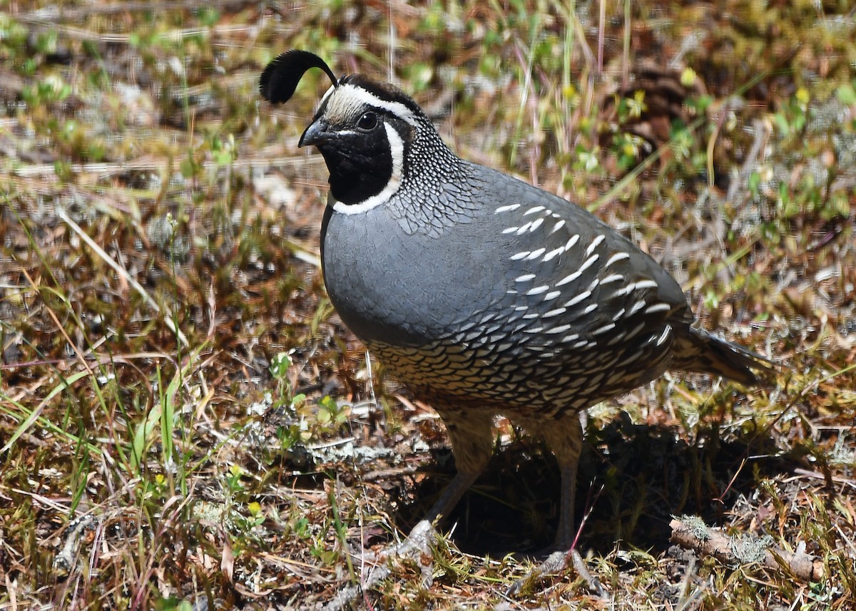 California Quail - MJ OnWhidbey