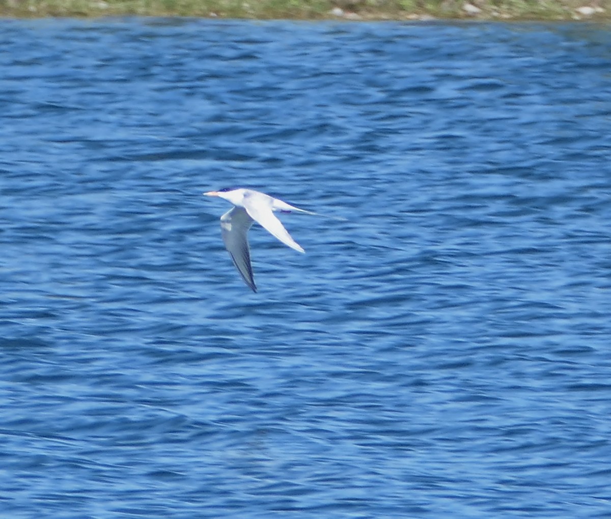 Common Tern - ML348724461