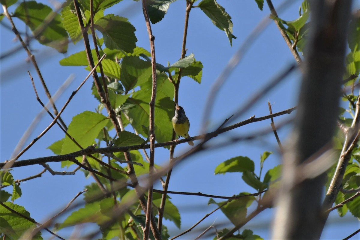 MacGillivray's Warbler - Kelly Kirkpatrick