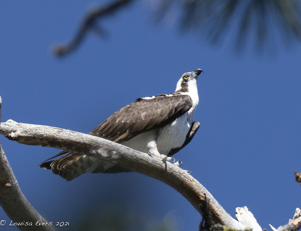 Osprey - Louisa Evers