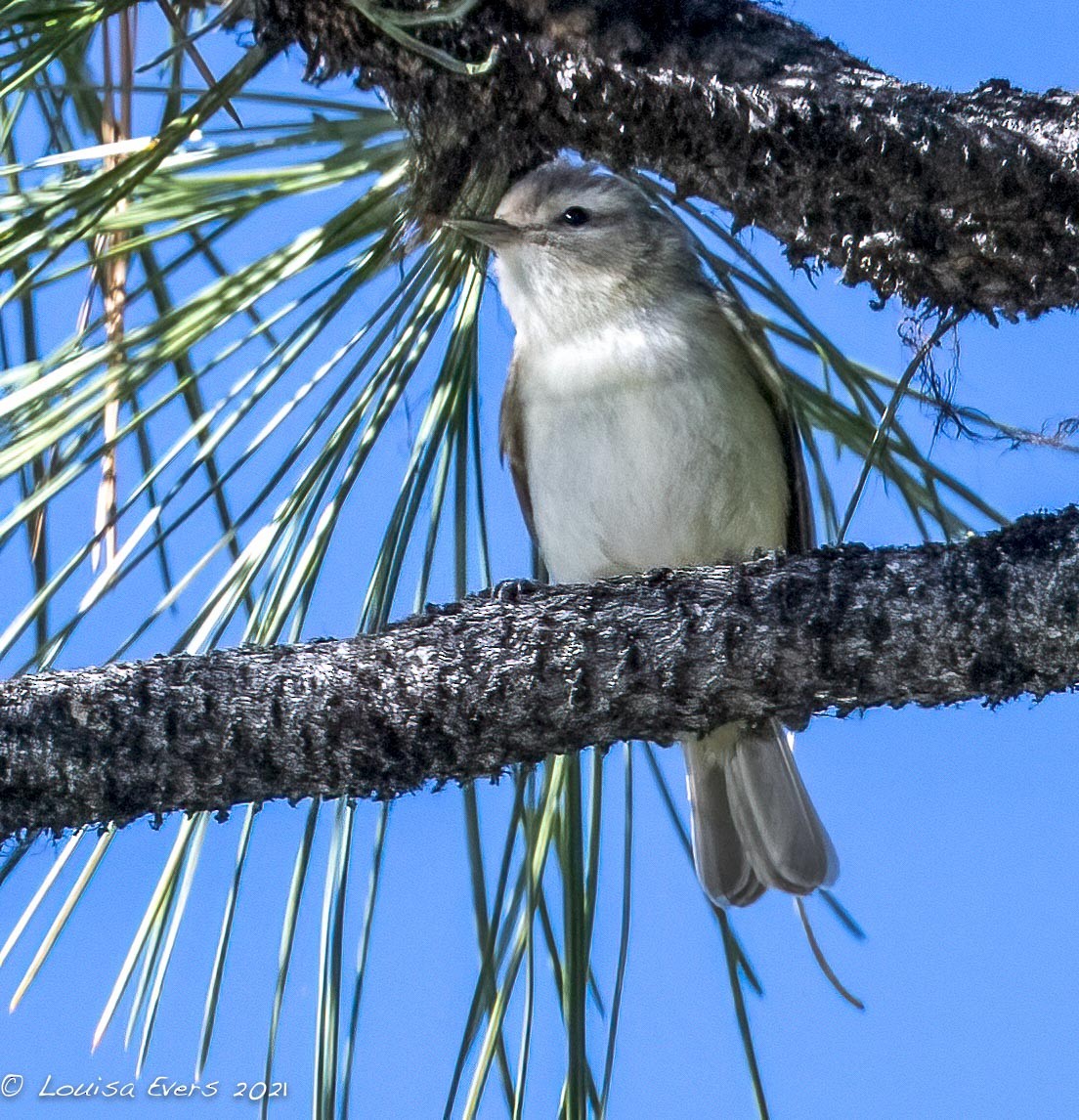 Warbling Vireo - Louisa Evers