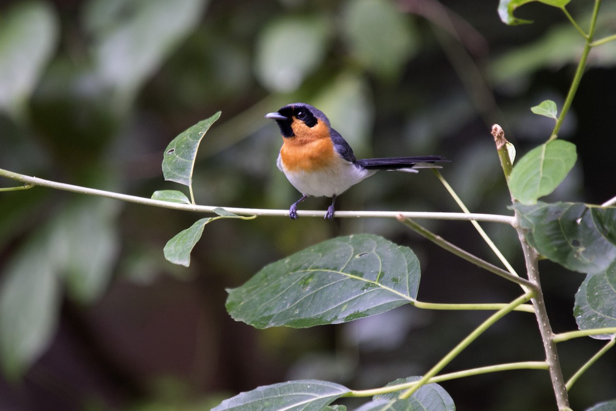 Spectacled Monarch - ML34872751