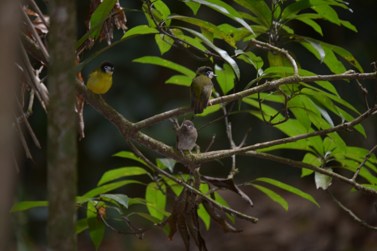 White-faced Robin - ML34872831