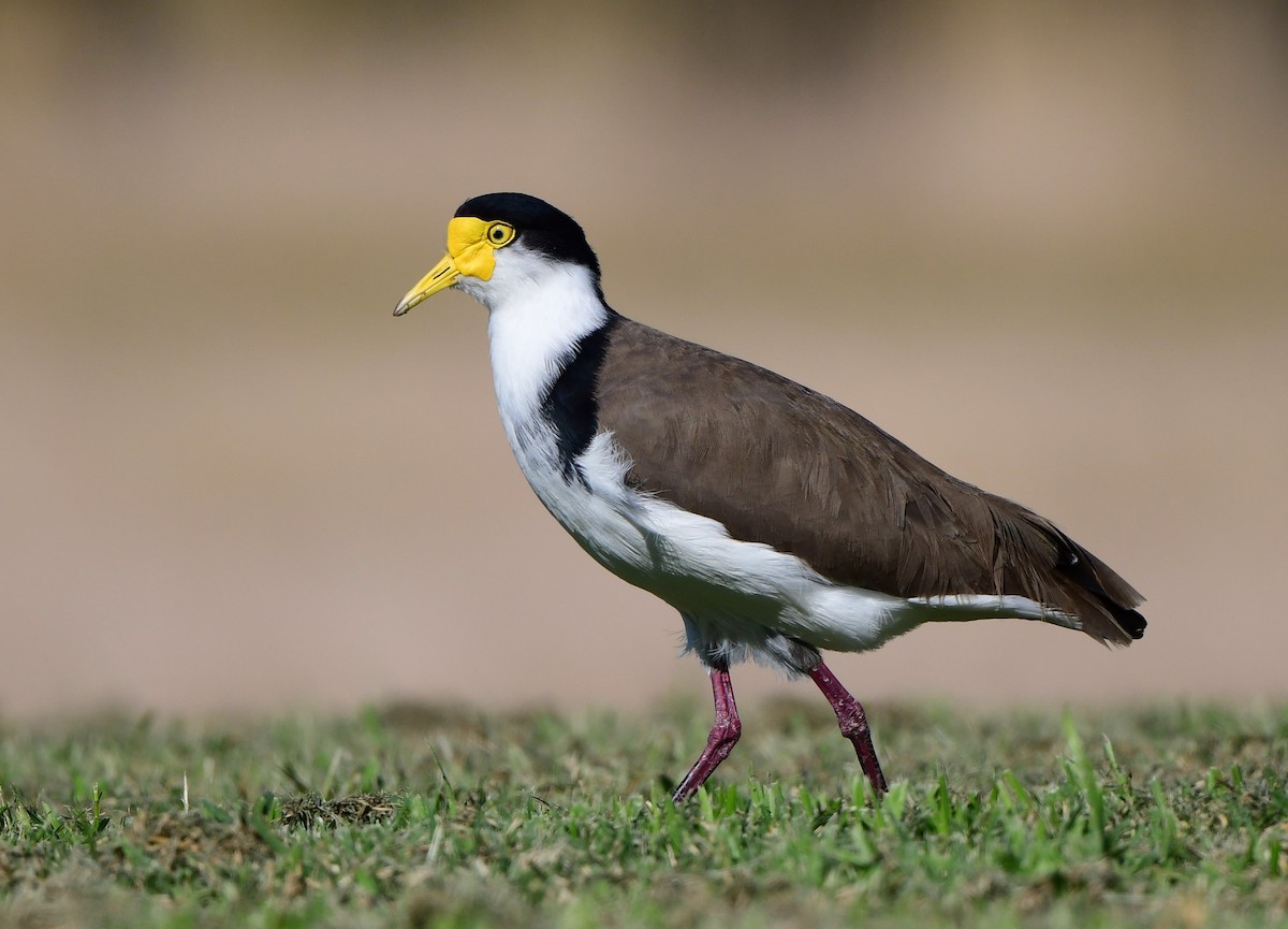 Masked Lapwing - ML348728411