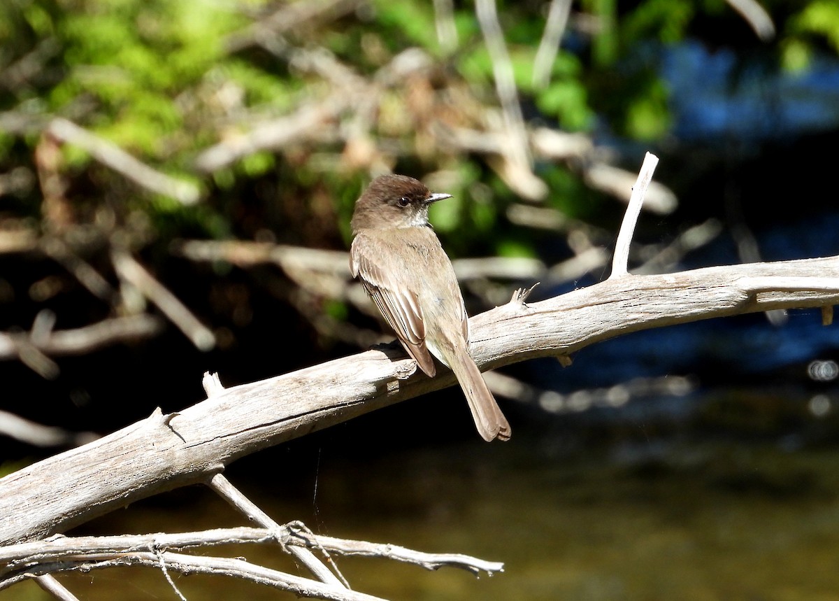 Eastern Phoebe - ML348729021