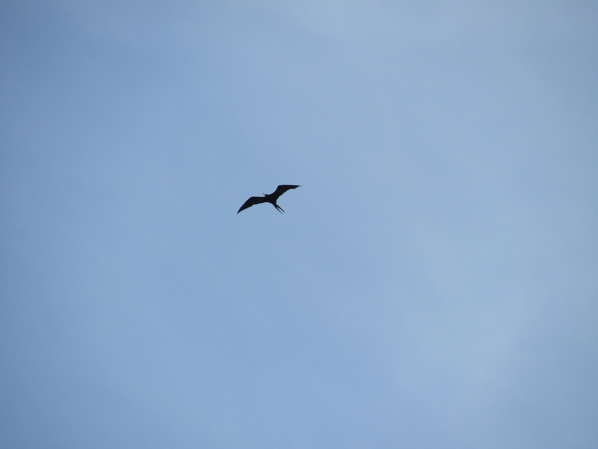 Magnificent Frigatebird - ML348729121