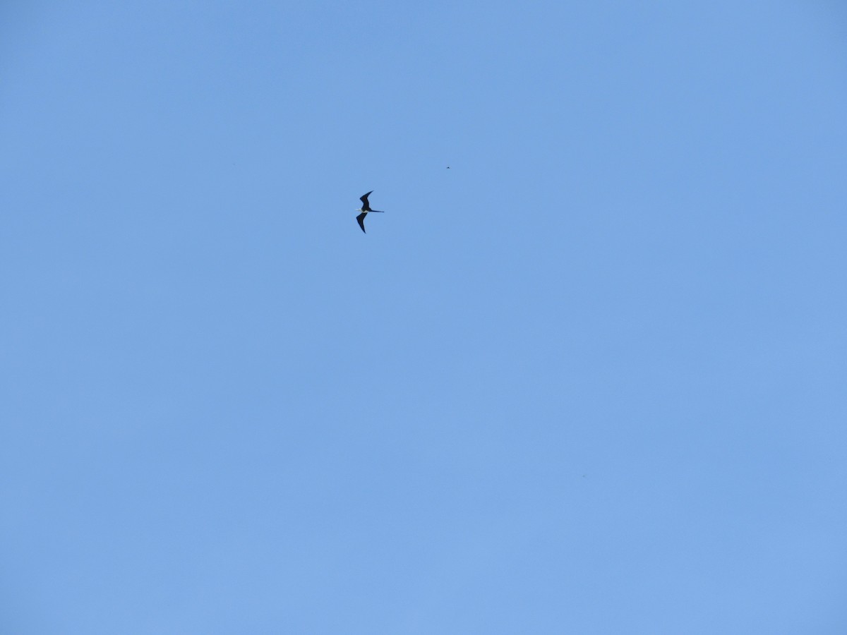 Magnificent Frigatebird - ML348729131