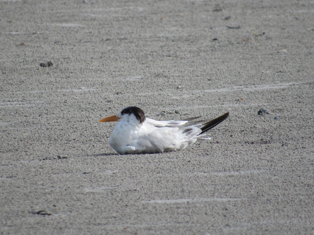 Royal Tern - ML348729151