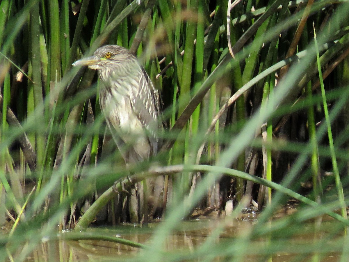 Black-crowned Night Heron - ML34873251