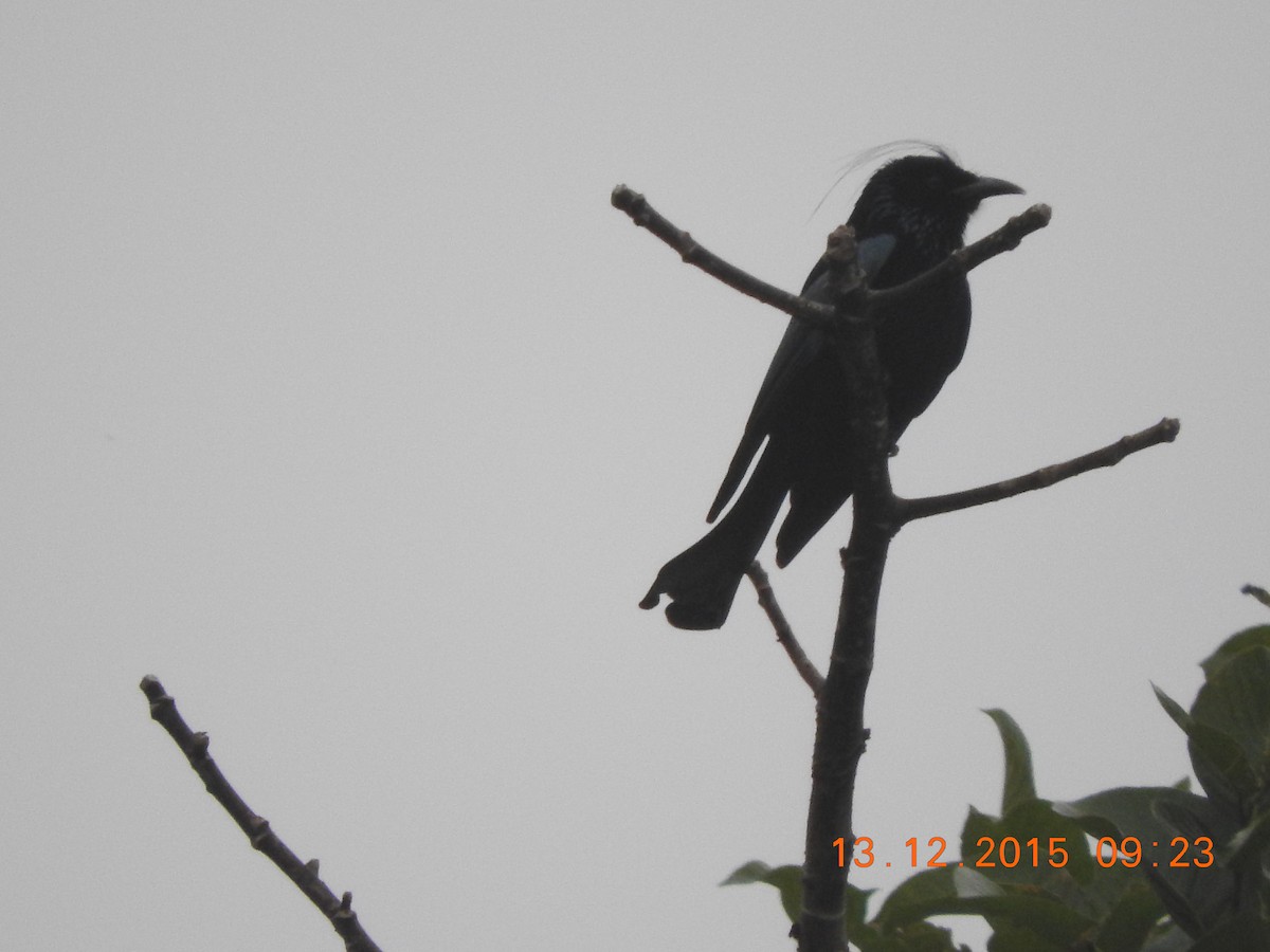 Hair-crested Drongo - ML34873421