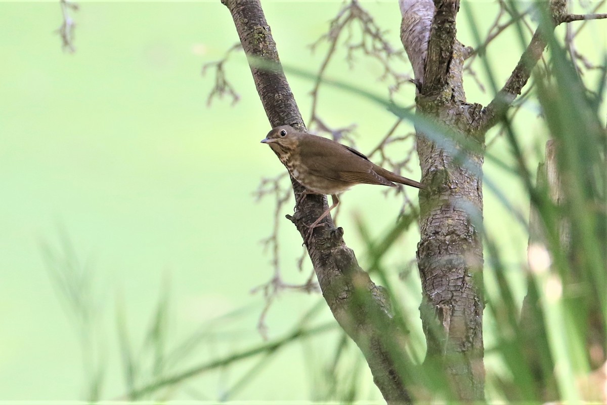 Swainson's Thrush - ML348736481