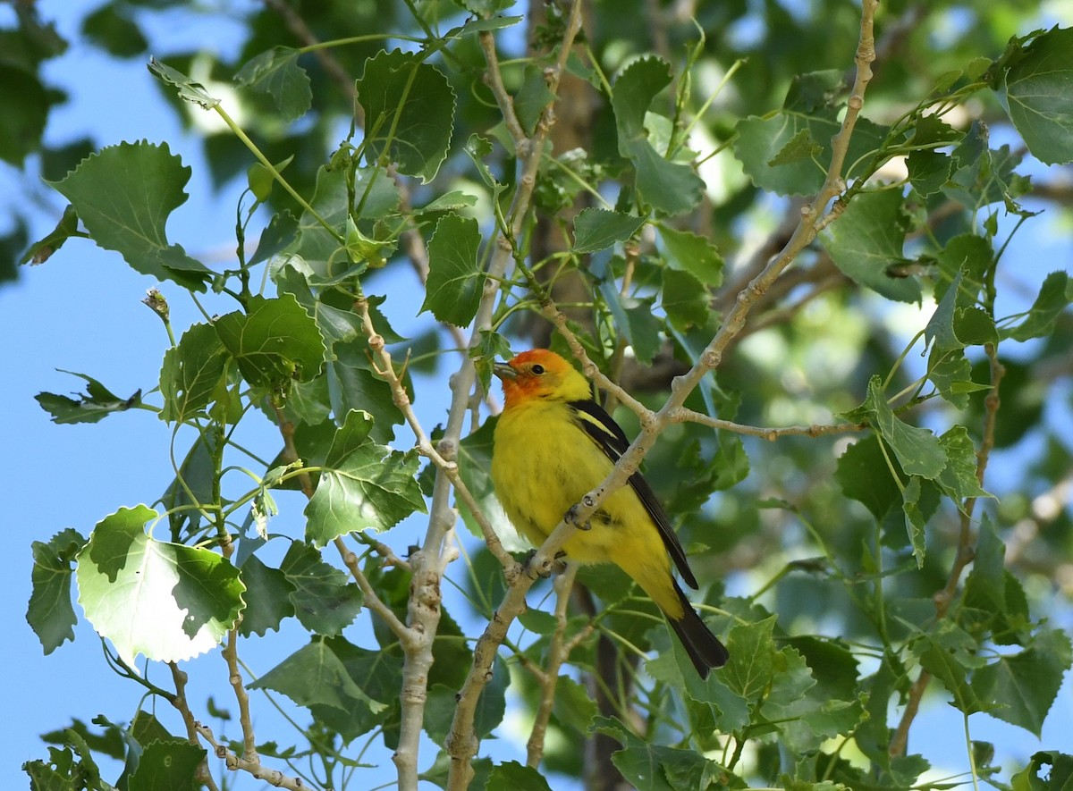 Western Tanager - ML348739681