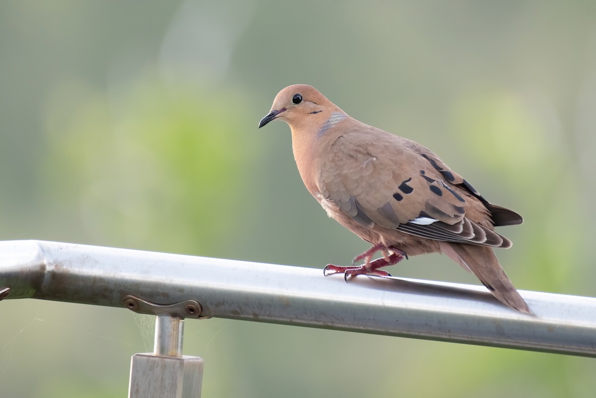 Zenaida Dove - ML348742491