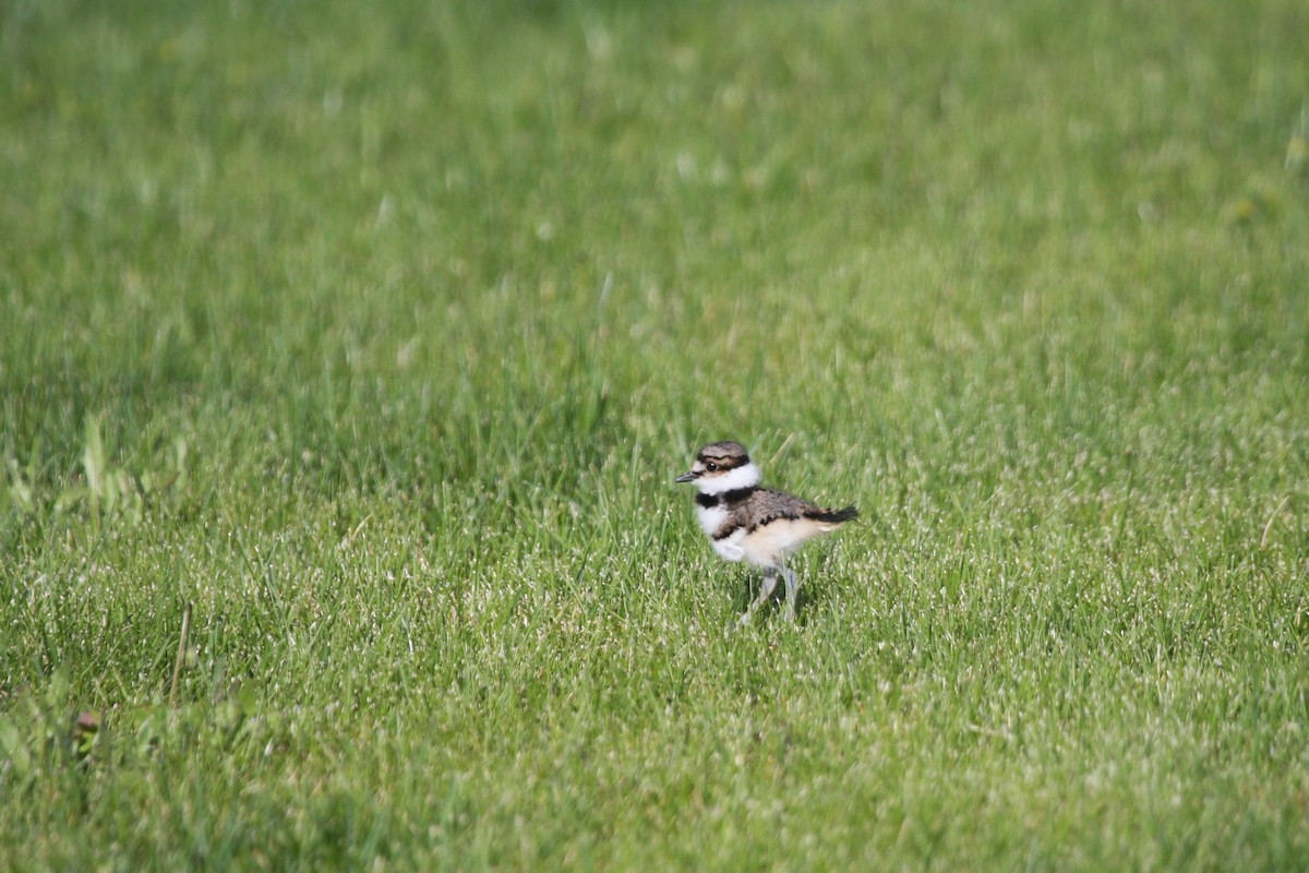 Killdeer - Terry Martin