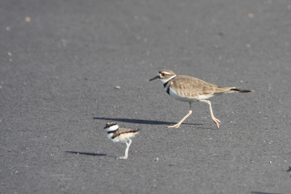 Killdeer - Terry Martin