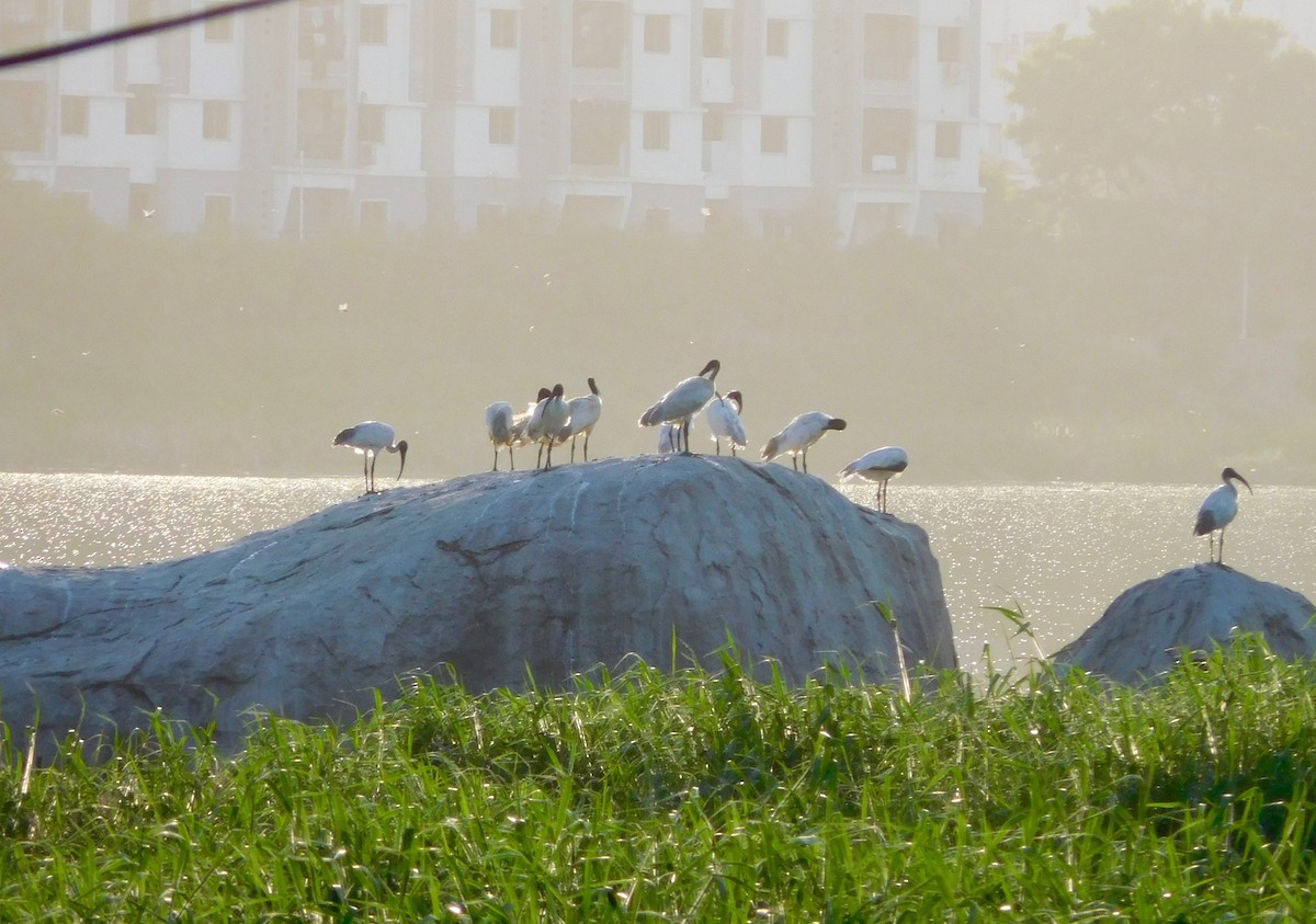 Black-headed Ibis - ML34874441