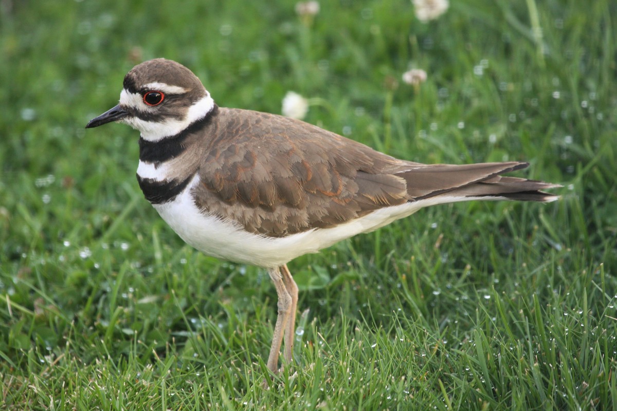 Killdeer - Terry Martin