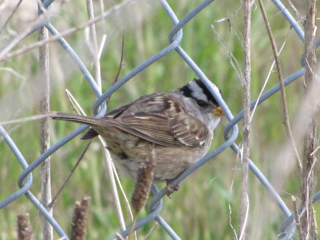 White-crowned Sparrow - ML348746611