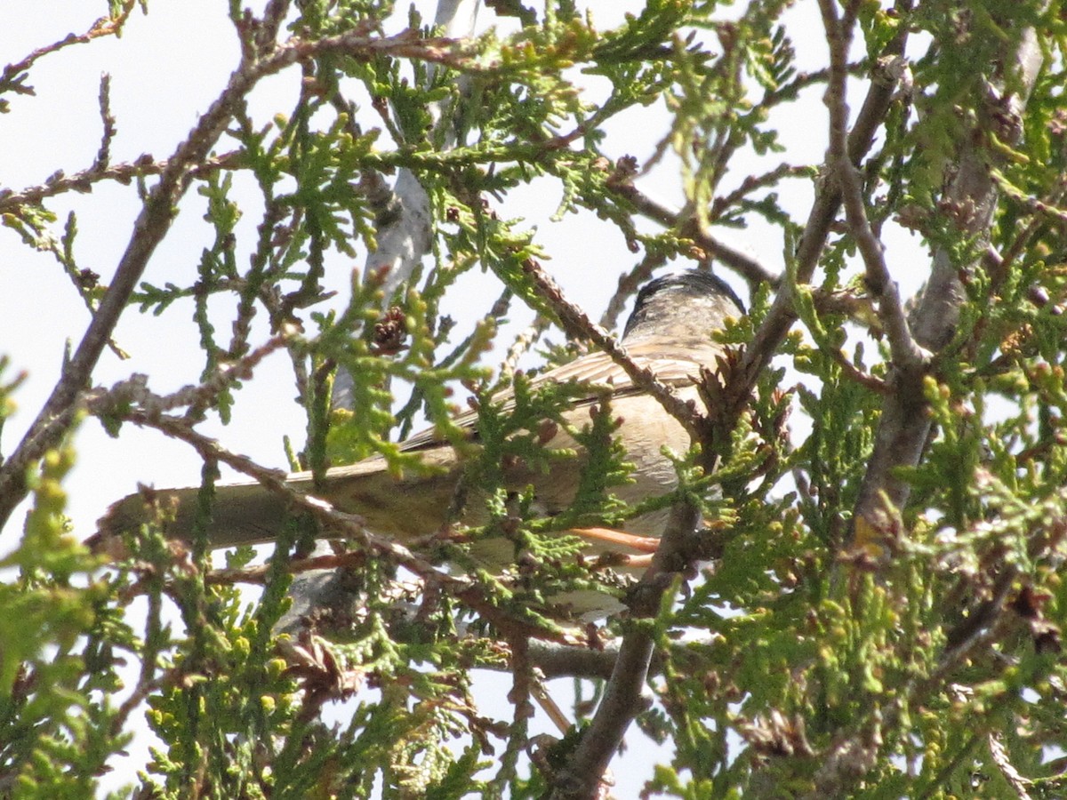 Golden-crowned Sparrow - ML348746621