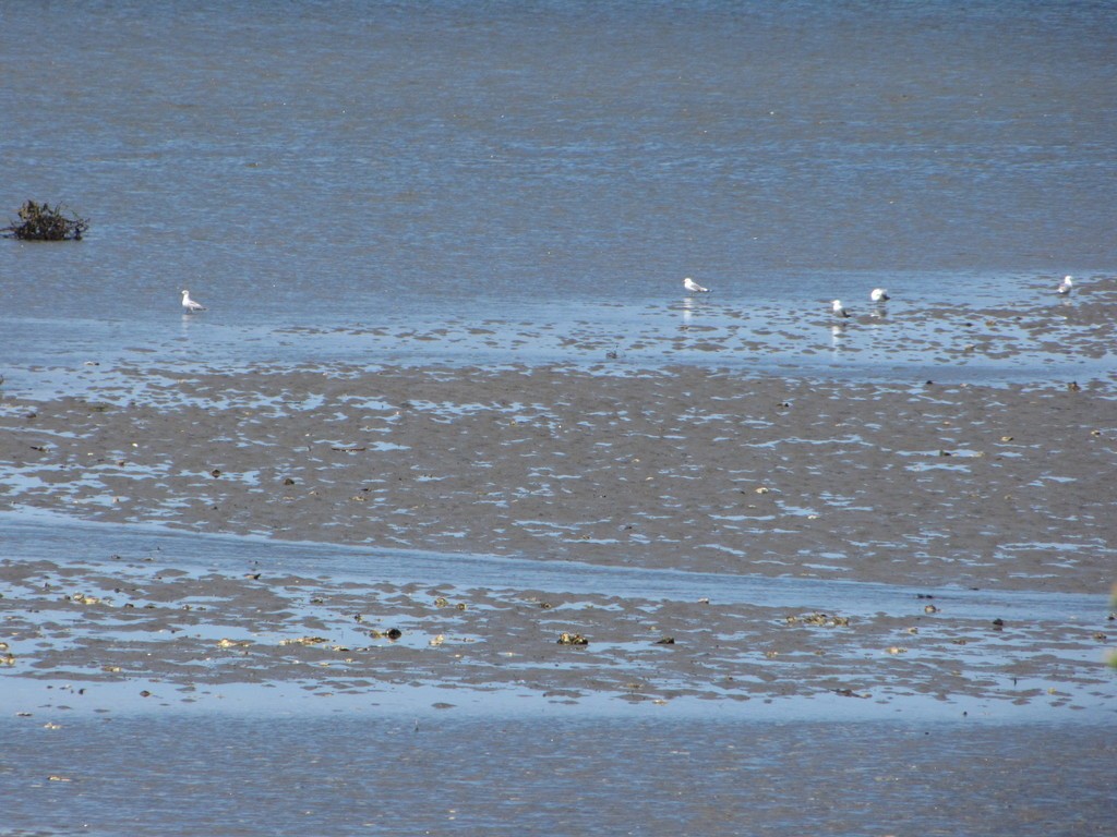 Ring-billed Gull - ML348746711