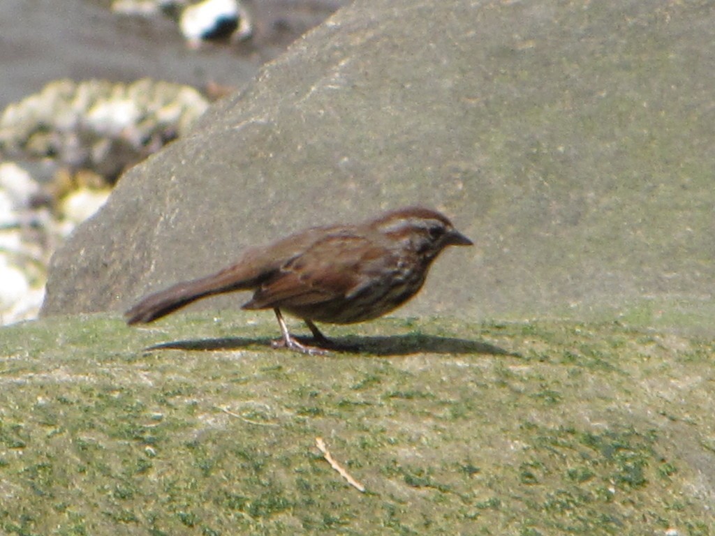 Song Sparrow - ML348747211