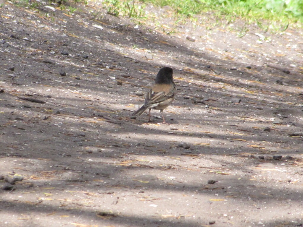 Dark-eyed Junco - ML348747231