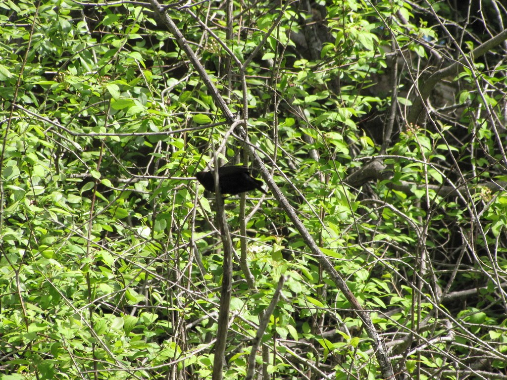 Brown-headed Cowbird - ML348747271