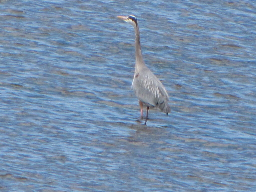 Great Blue Heron - ML348747301