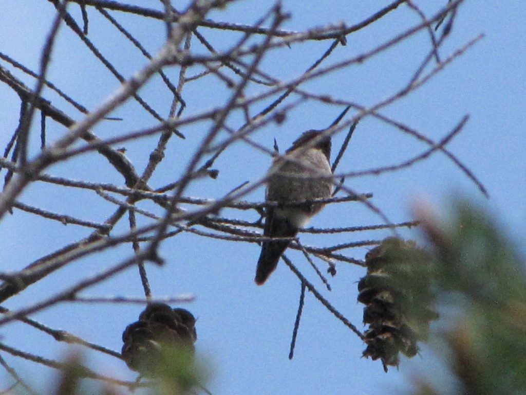 Anna's Hummingbird - ML348747411