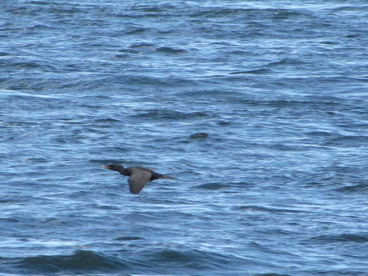 Double-crested Cormorant - ML348747461