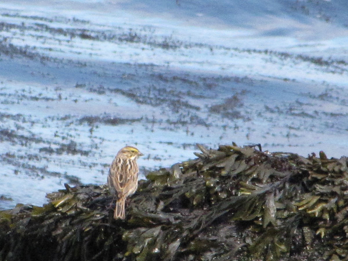 Savannah Sparrow - ML348747521