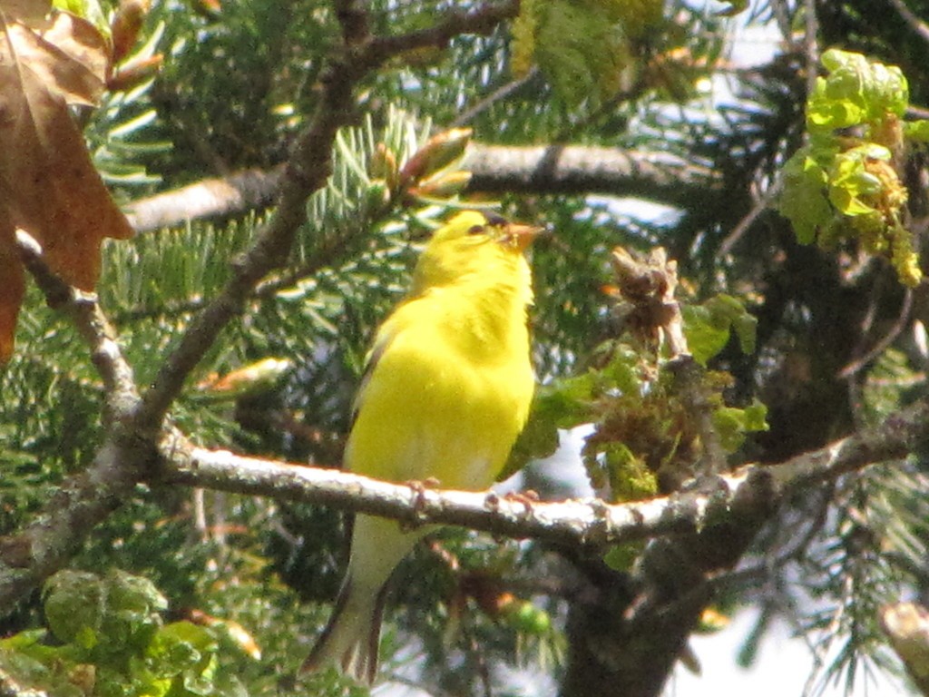 American Goldfinch - ML348747591