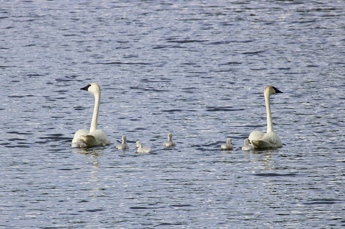 Trumpeter Swan - Armand Lagasse