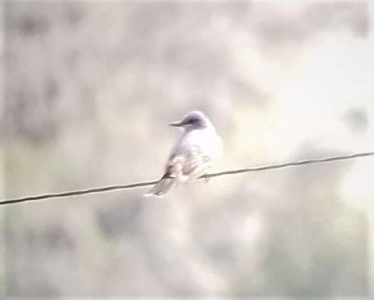 Cassin's Kingbird - ML348748361