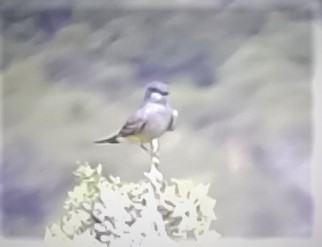 Cassin's Kingbird - ML348748371
