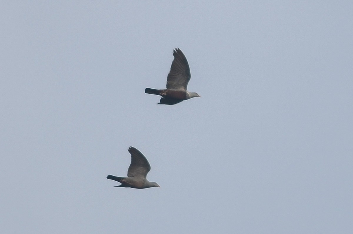 Spotted Imperial-Pigeon - ML34874931