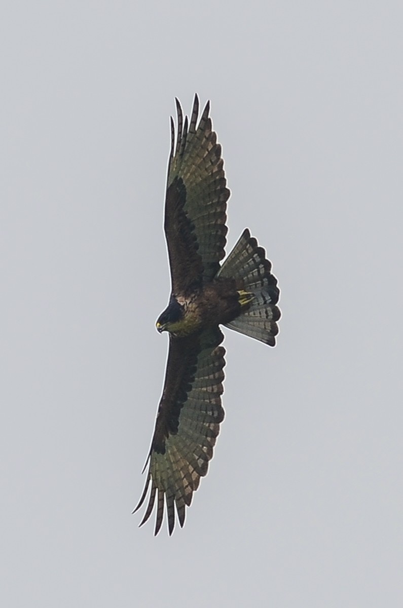 Águila Ventrirroja - ML34874971