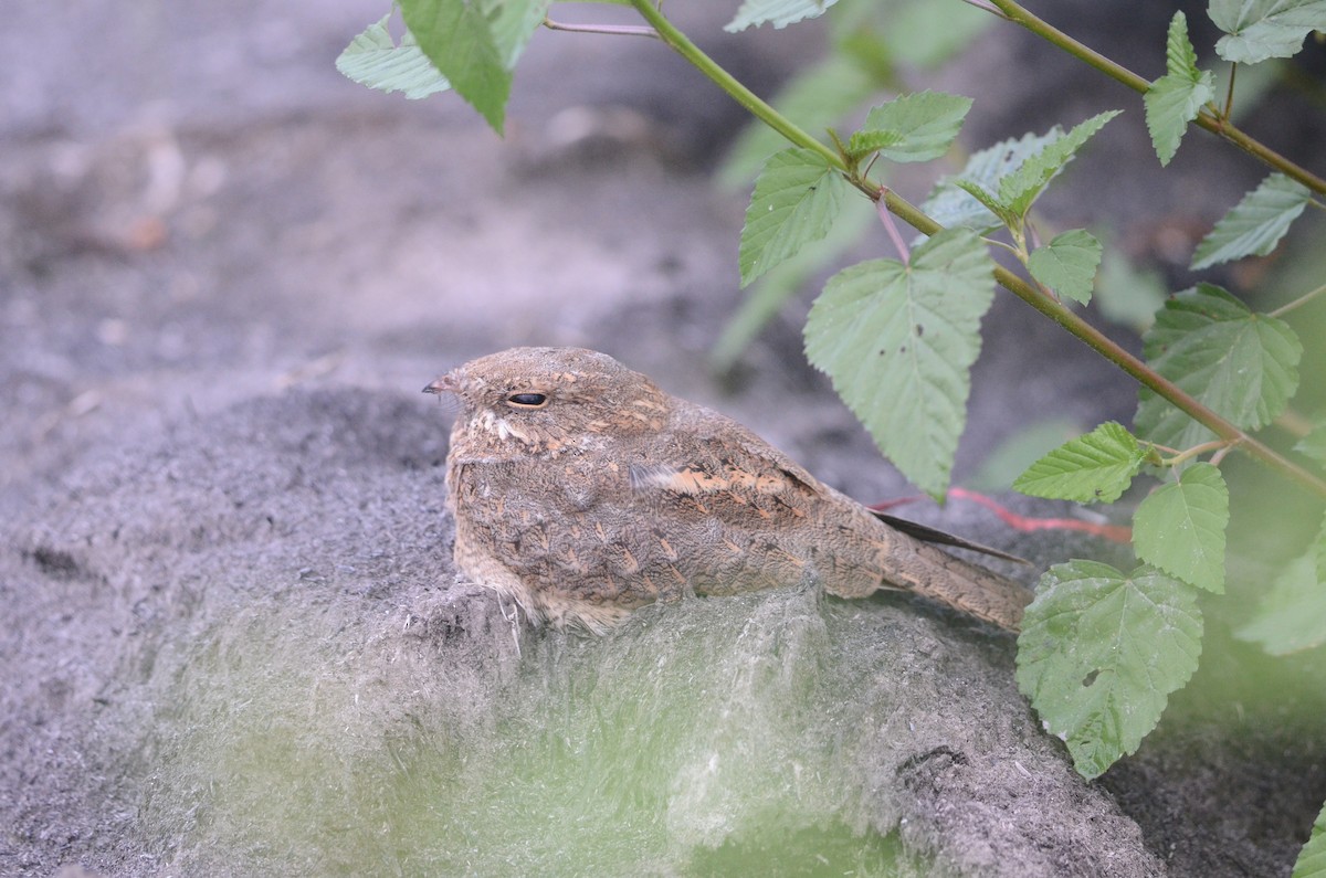 Chirruping Nightjar - ML34875081