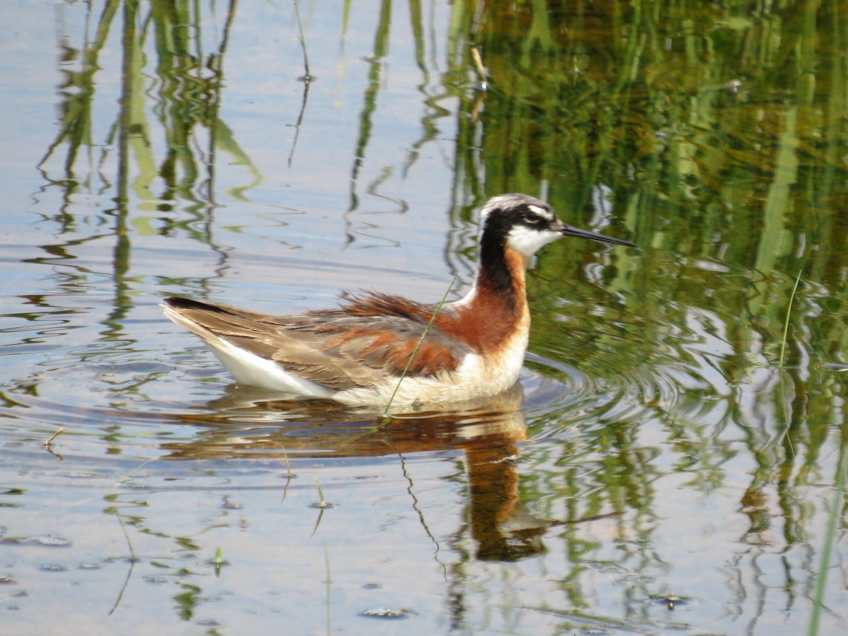 hvithalesvømmesnipe - ML348751441