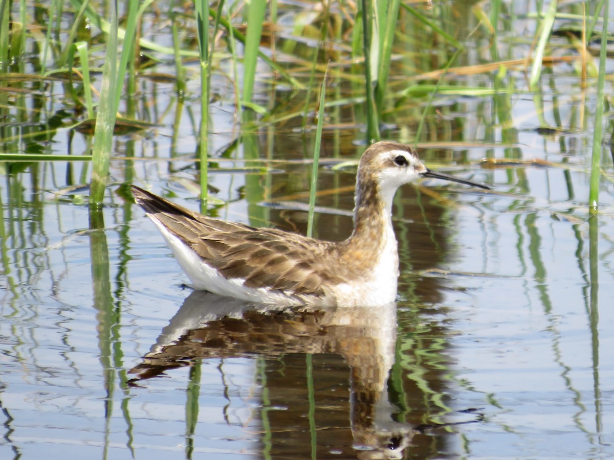 hvithalesvømmesnipe - ML348751451