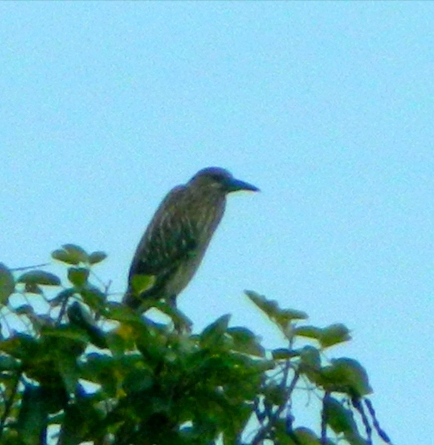 Black-crowned Night Heron - ML348751751